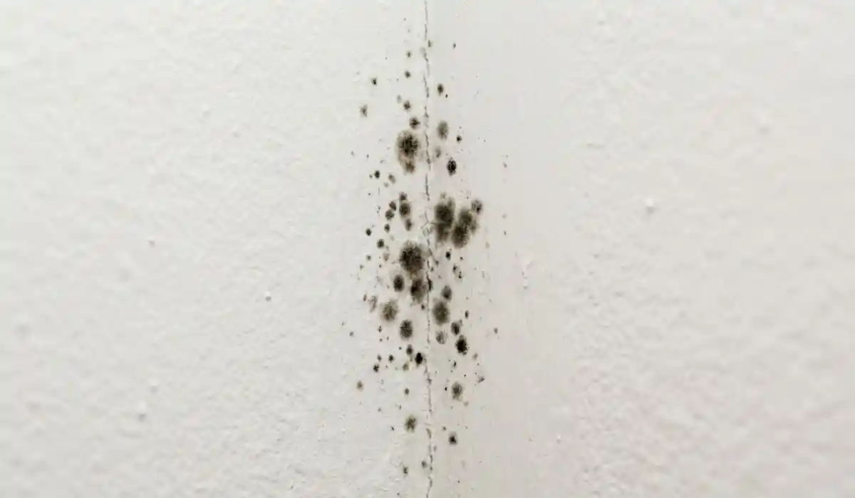 Close-up of early-stage mold growth on drywall, the kind of finding a licensed NYS mold assessor documents